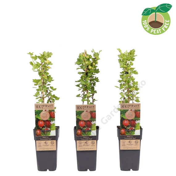 Ribes uva-crispa Hinnonmäki piros egres