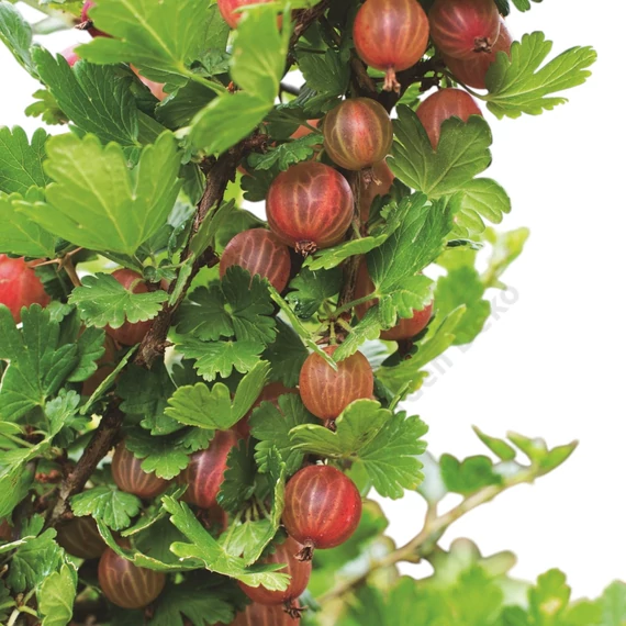 Ribes uva-crispa Hinnonmäki piros egres