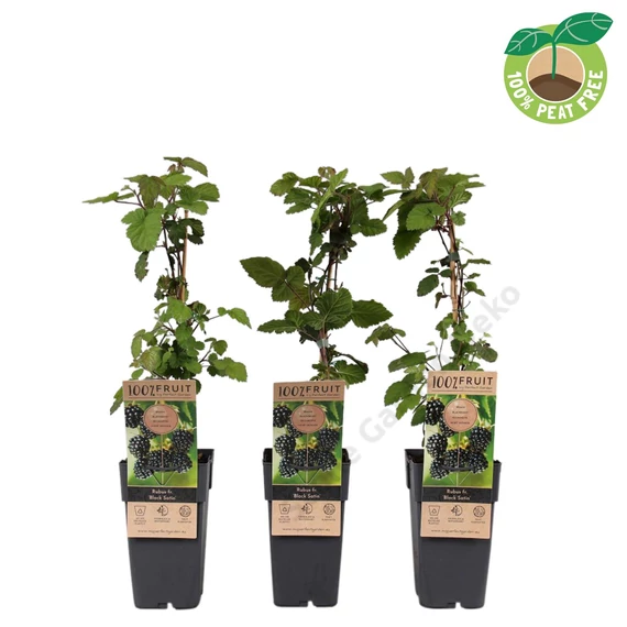 Rubus fructicosus Black Satin szeder