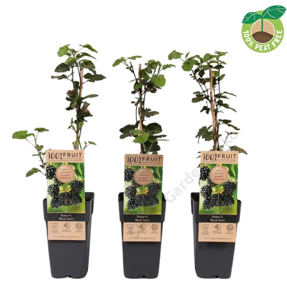 Rubus fructicosus Black Satin szeder