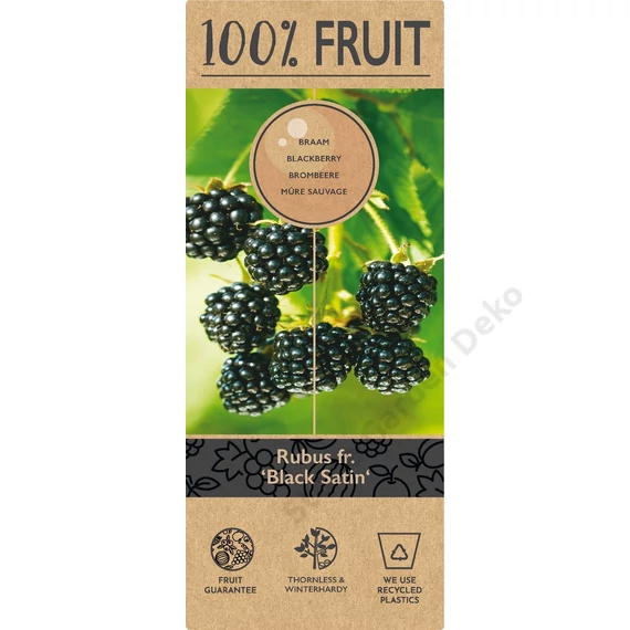 Rubus fructicosus Black Satin szeder