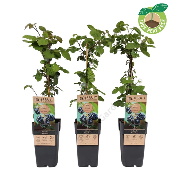 Rubus fructicosus tövismentes szeder