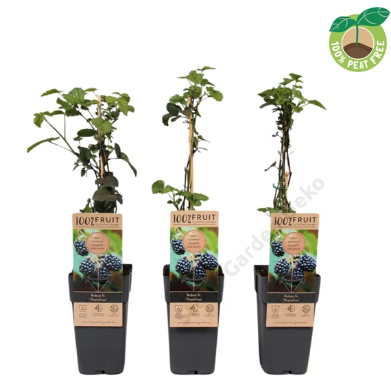 Rubus fructicosus tövismentes szeder