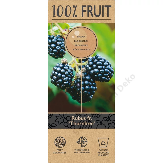 Rubus fructicosus tövismentes szeder
