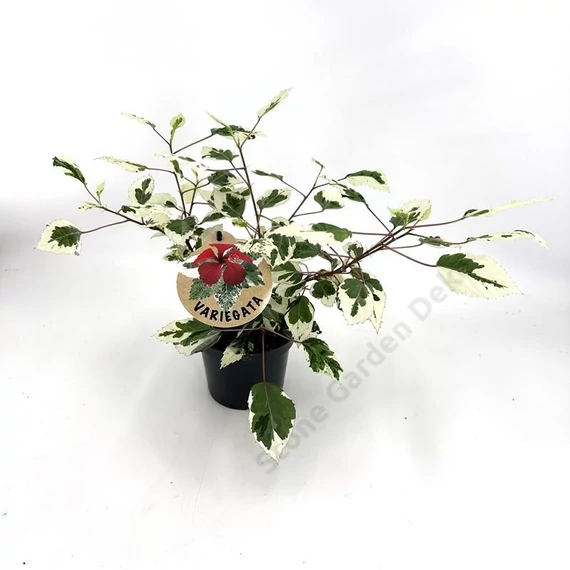 Hibiscus Rosa Sinensis