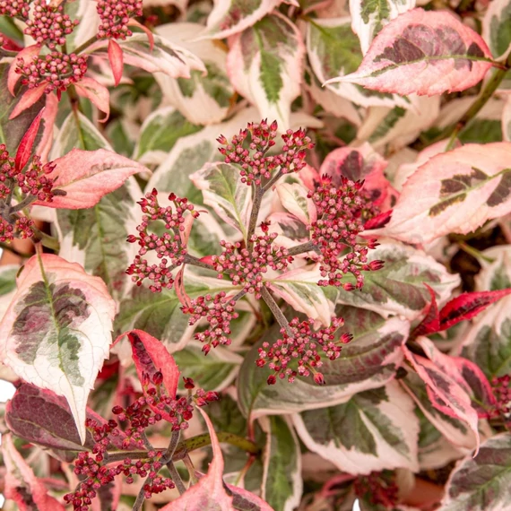 Hydrangea serrata Euphoria Pink
