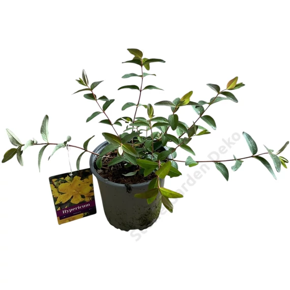 Hypericum Hidcote