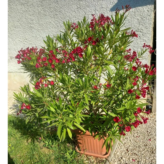 Nerium oleander
