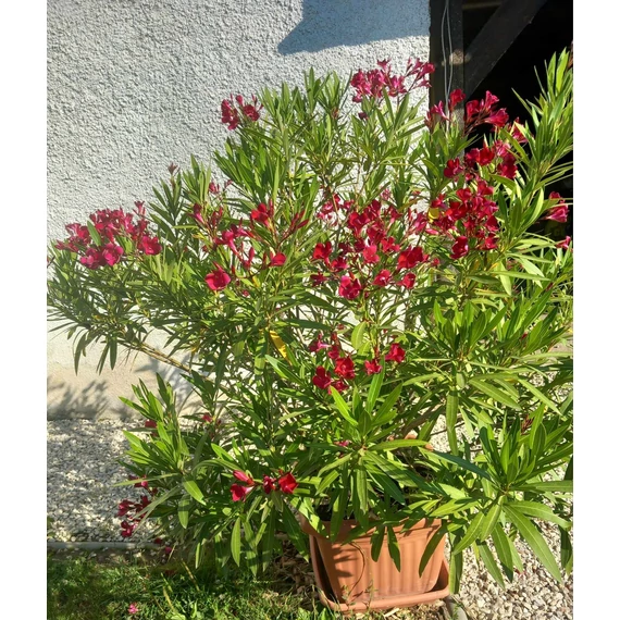 Nerium oleander