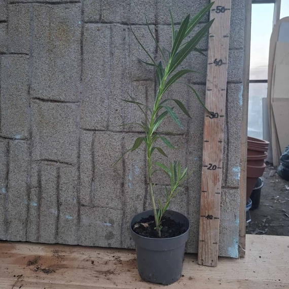 Nerium oleander