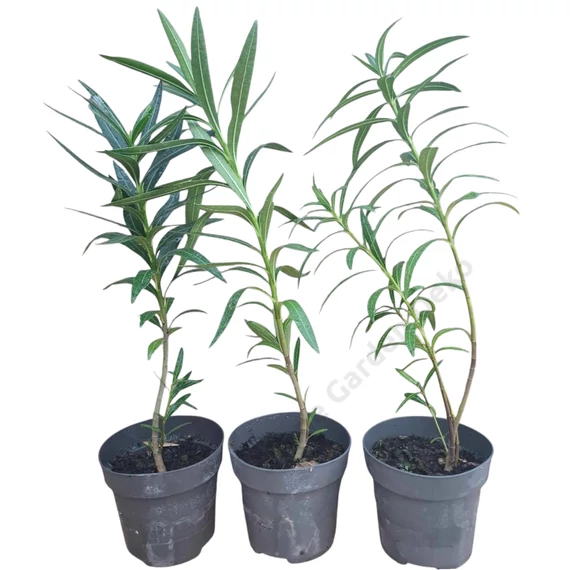 Nerium oleander
