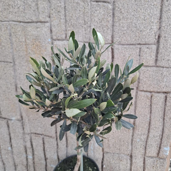 Olea europaea