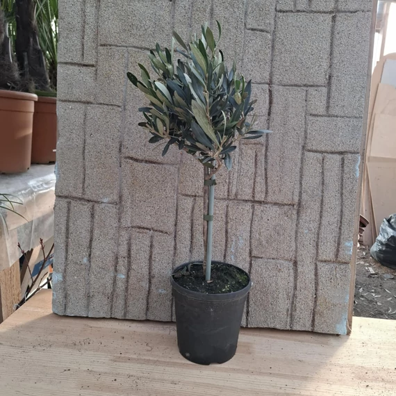 Olea europaea