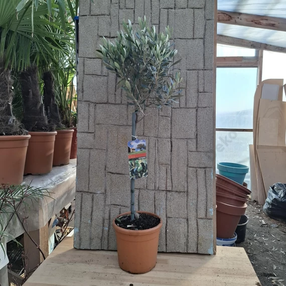 Olea europaea