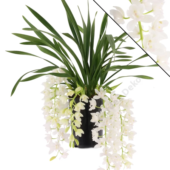 Cymbidium Ice Cascade 4 virágszálas