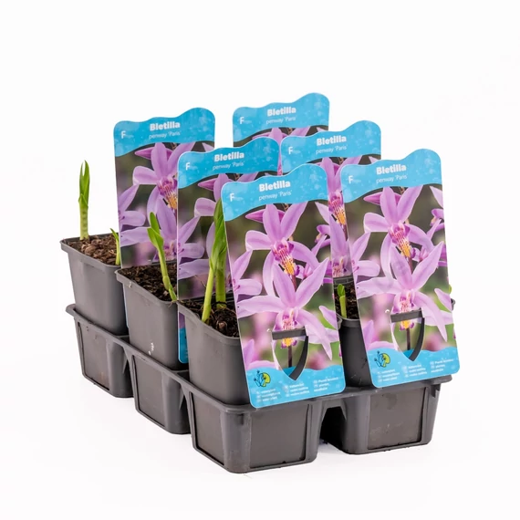 Bletilla Paris