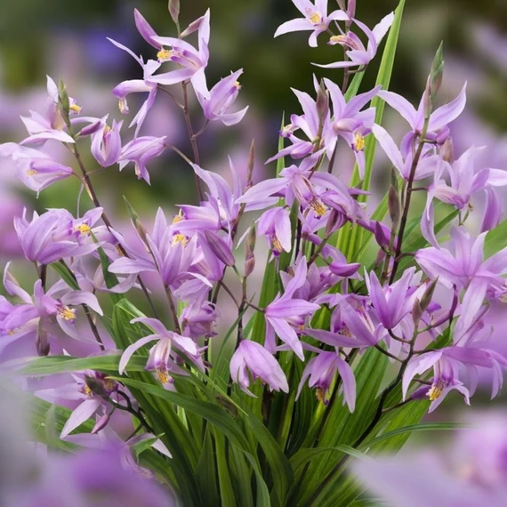 Bletilla Paris