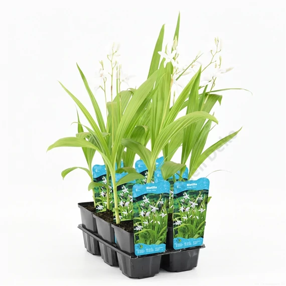Bletilla striata Alba