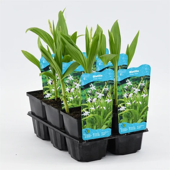 Bletilla striata Alba