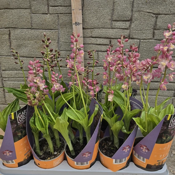 Calanthe