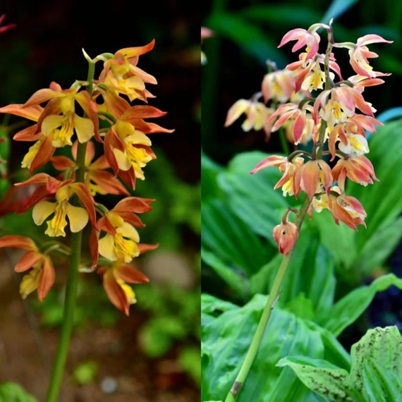 Calanthe