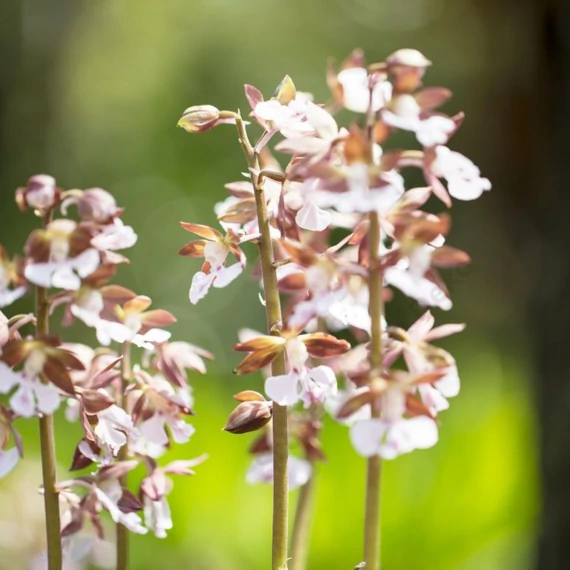 Calanthe