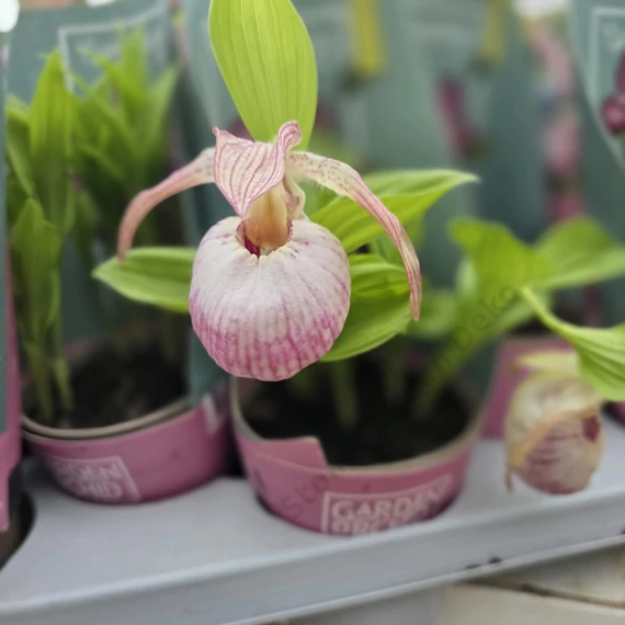 Cypripedium rózsaszín