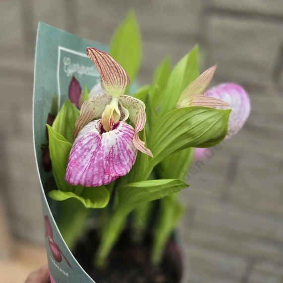 Cypripedium rózsaszín