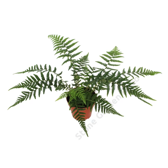 Dicksonia antarctica