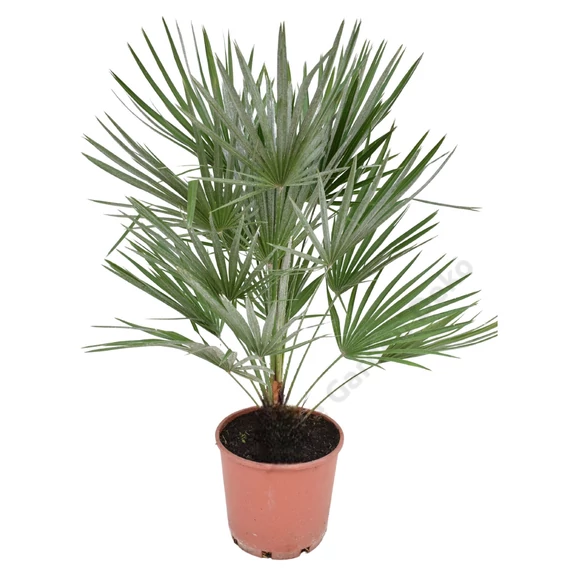 Chamaerops humilis