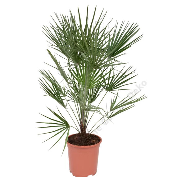 Chamaerops humilis