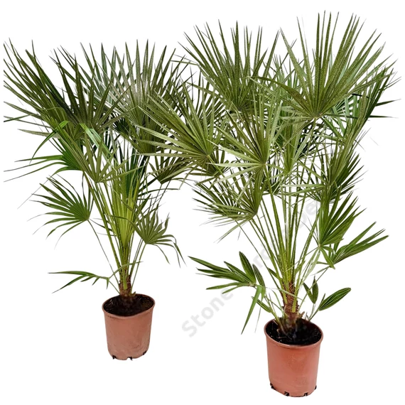 Chamaerops humilis