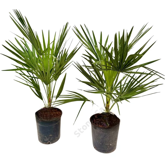 Chamaerops humilis