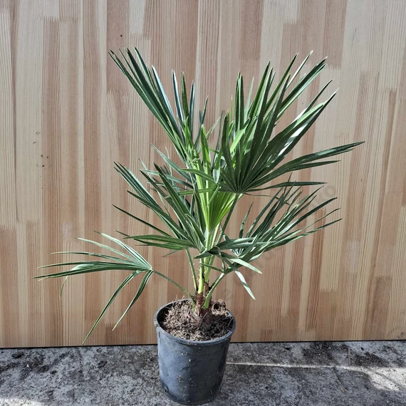 Chamaerops humilis