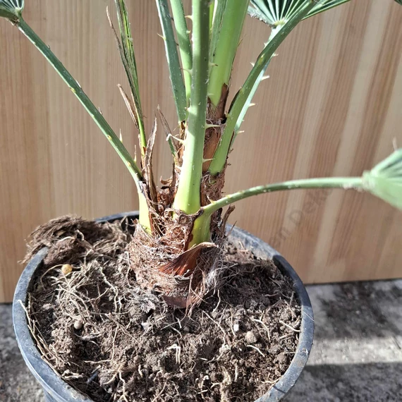 Chamaerops humilis
