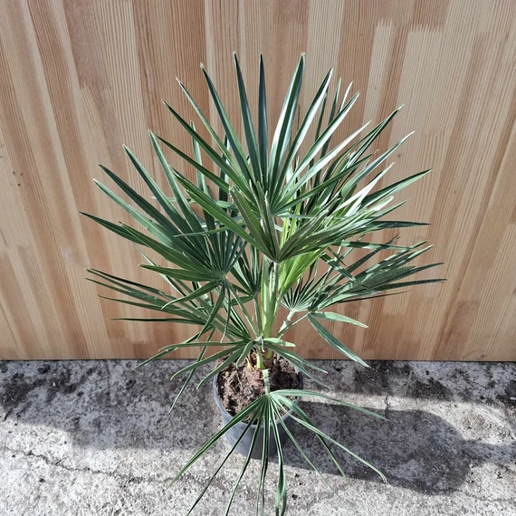Chamaerops humilis