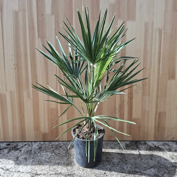 Chamaerops humilis