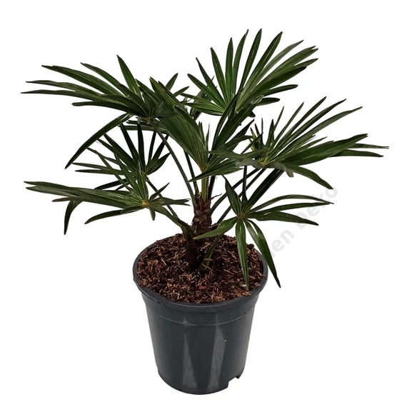 Trachycarpus wagnerianus