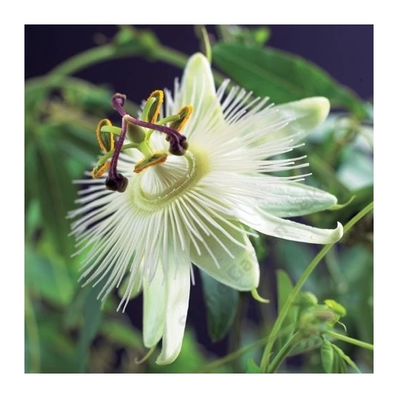 Passiflora Constance Elliot