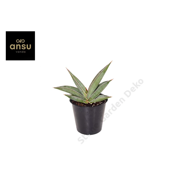 Sansevieria Almond Silver