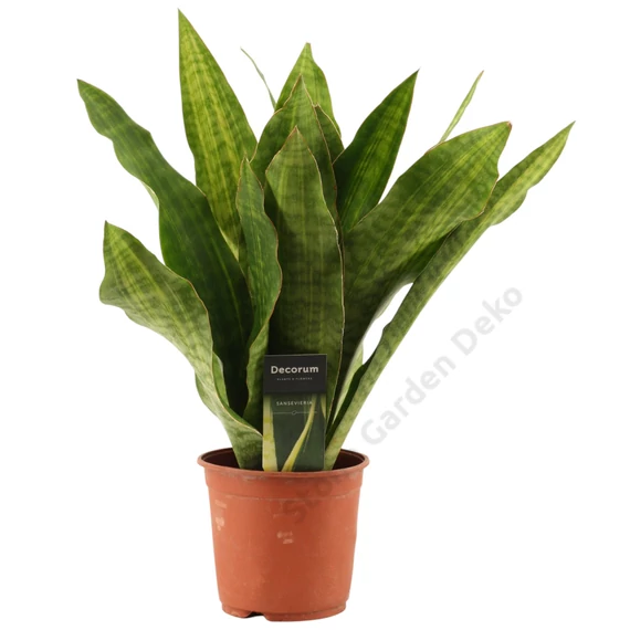 Sansevieria Aubrytiana Nite Lite