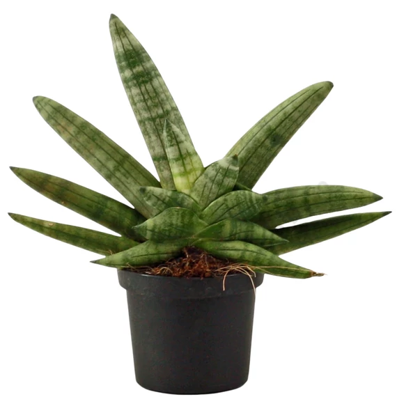 Sansevieria Boncel Double Boncellensis