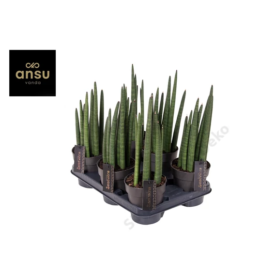 Sansevieria cylindrica Mohawk