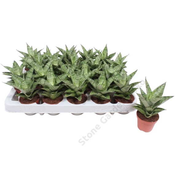Sansevieria cylindrica Tough Lady