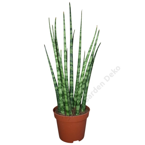 Sansevieria Fernwood Mikado