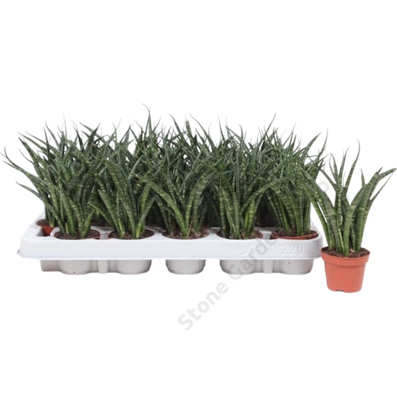 Sansevieria Fernwood Punk