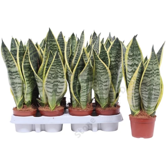 Sansevieria Futura Superba