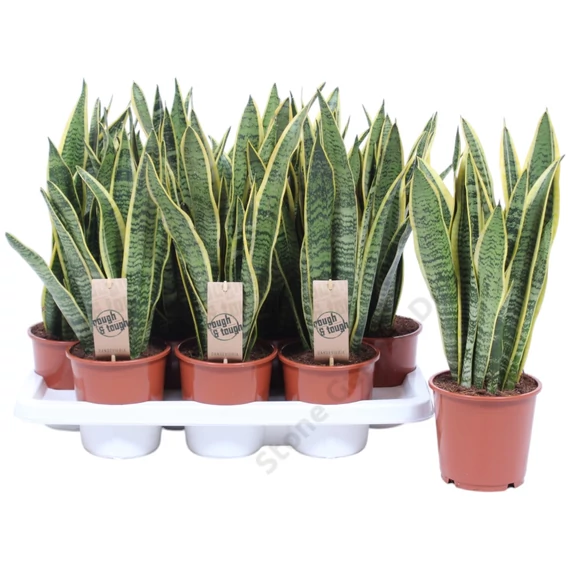 Sansevieria Laurentii