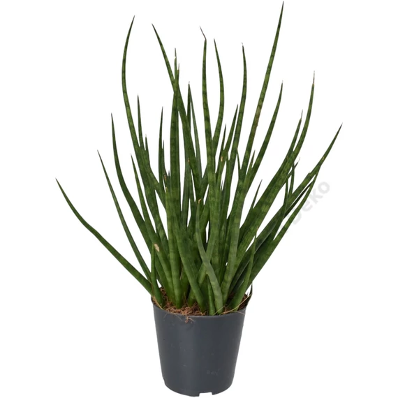 Sansevieria cylindrica Medusa