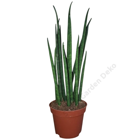 Sansevieria Mikado